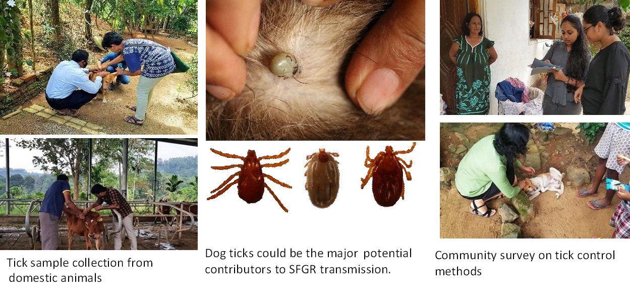 Tick-borne diseases spreads from wild animals to humans: what we need to know